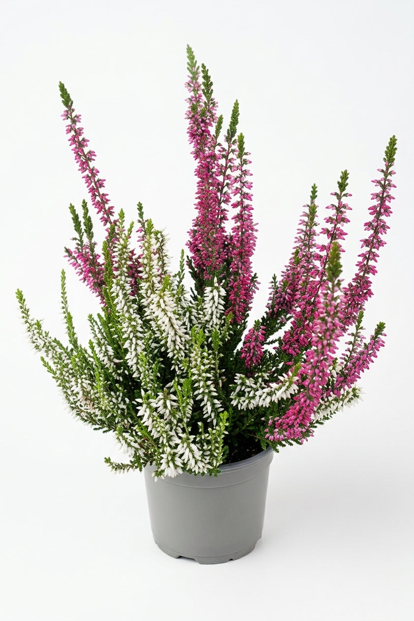 Knospenheide Twins, rot-weiß – Calluna vulgaris