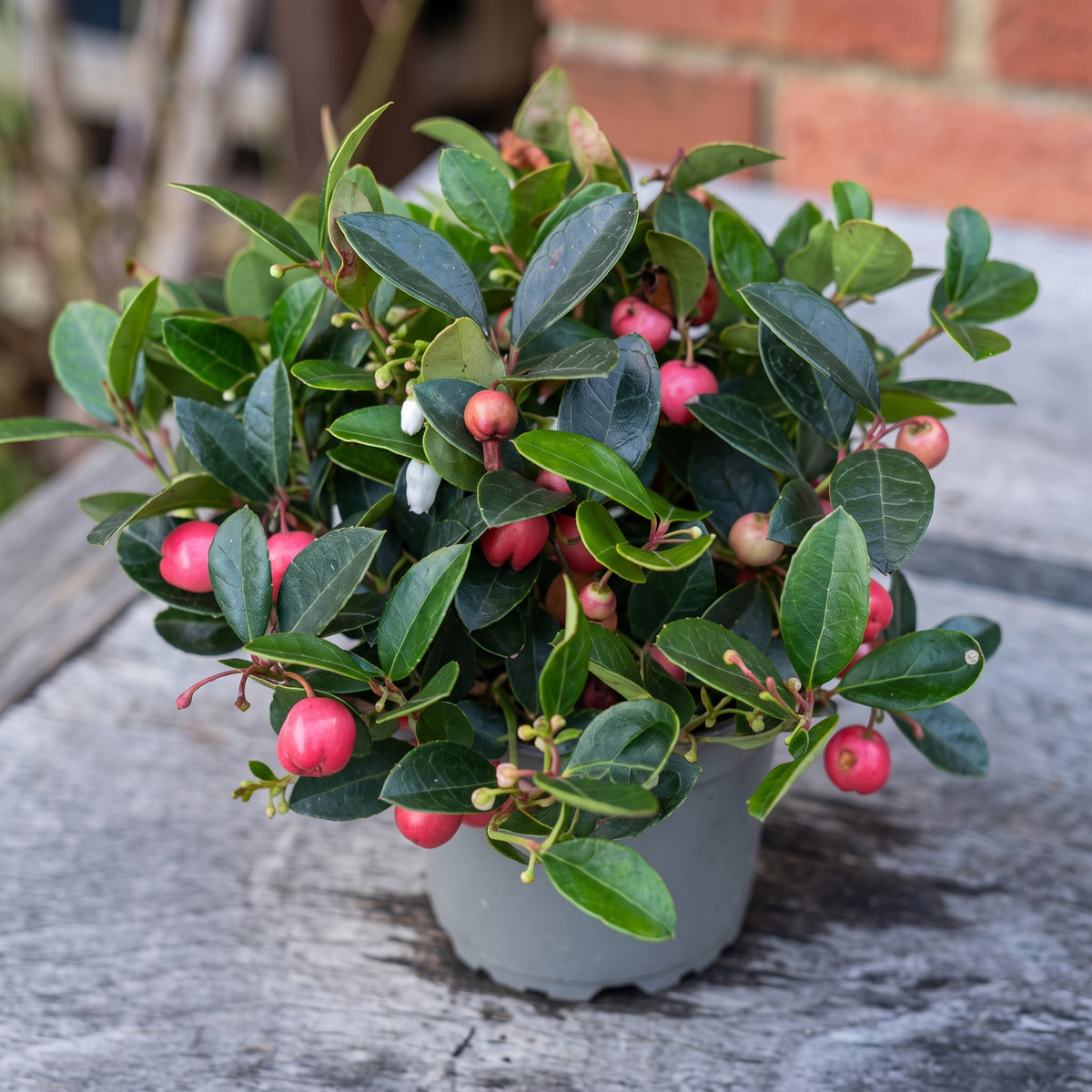 Scheinbeere – Gaultheria procumbens