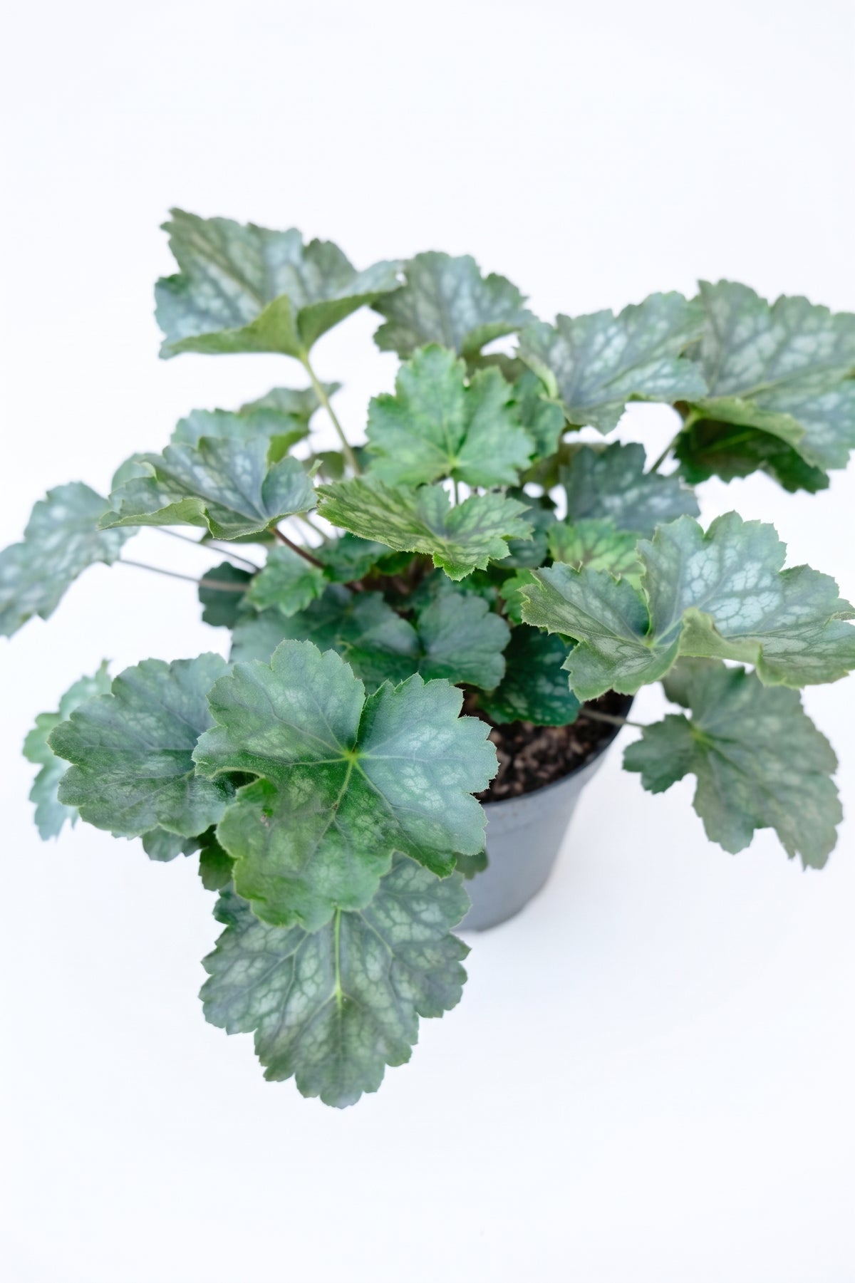 Purpurglöckchen 13-cm-Topf, silbrig-grünes Laub – Heuchera micrantha