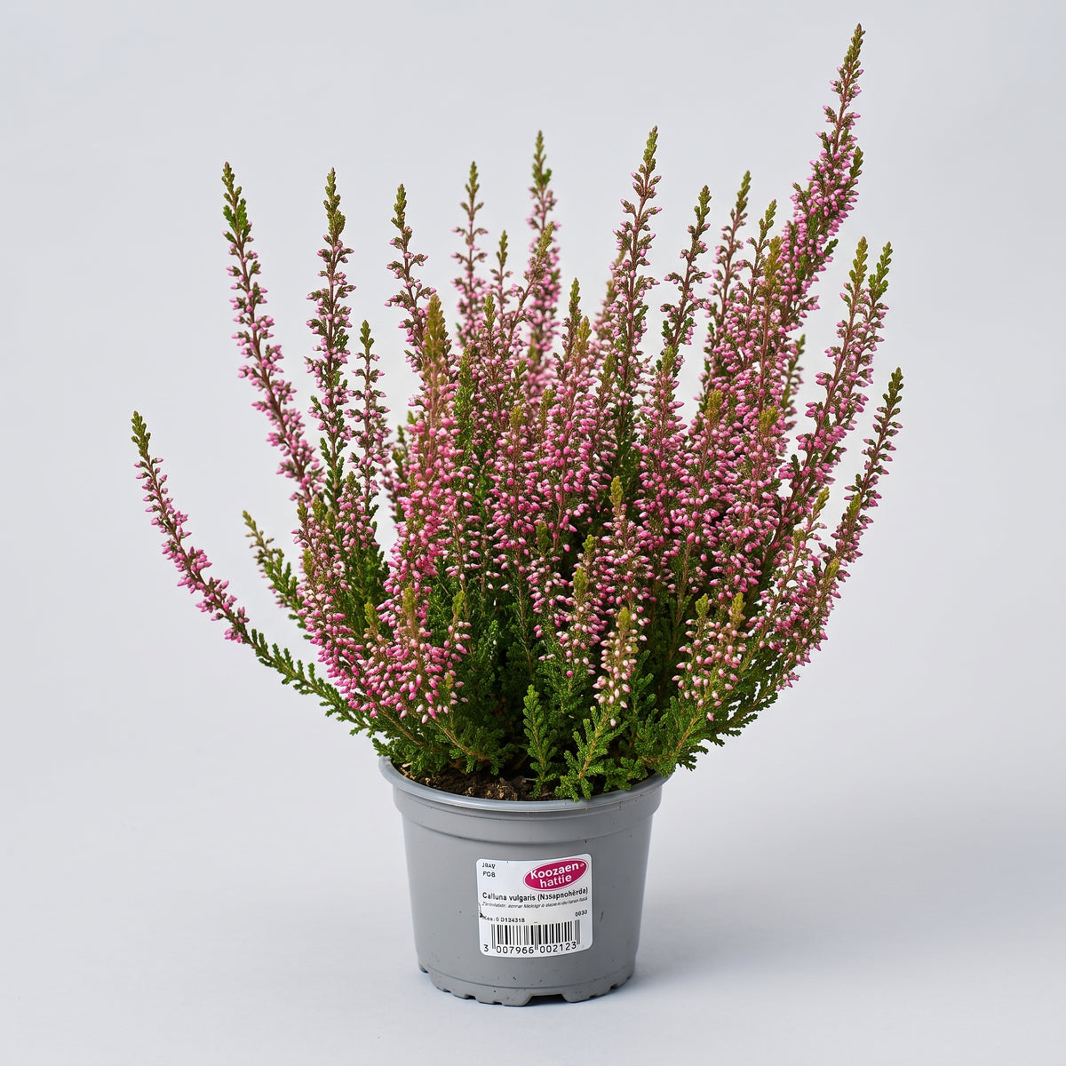 Knospenheide Gardengirls® 'Heidezwerg' im Topf – Winterharte Calluna vulgaris