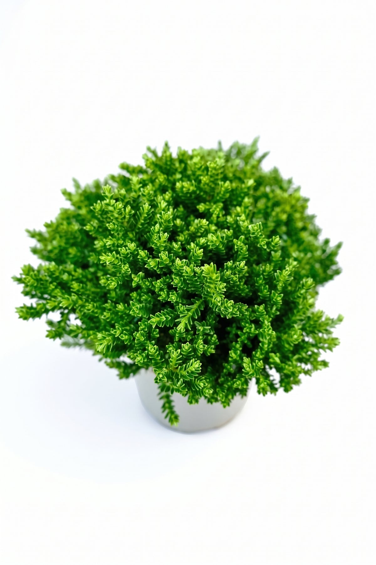 Strauchveronika / Kugelhebe 12-cm-Topf – Hebe ochracea