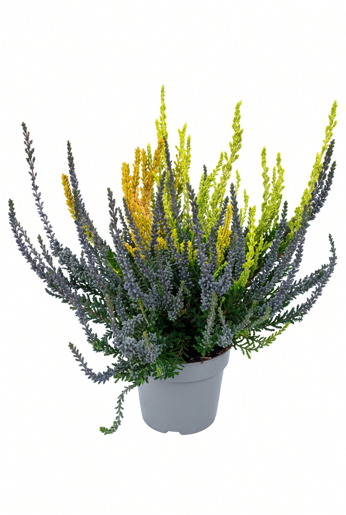 Knospenheide Laubschöne Trio, dreifarbig – Calluna vulgaris