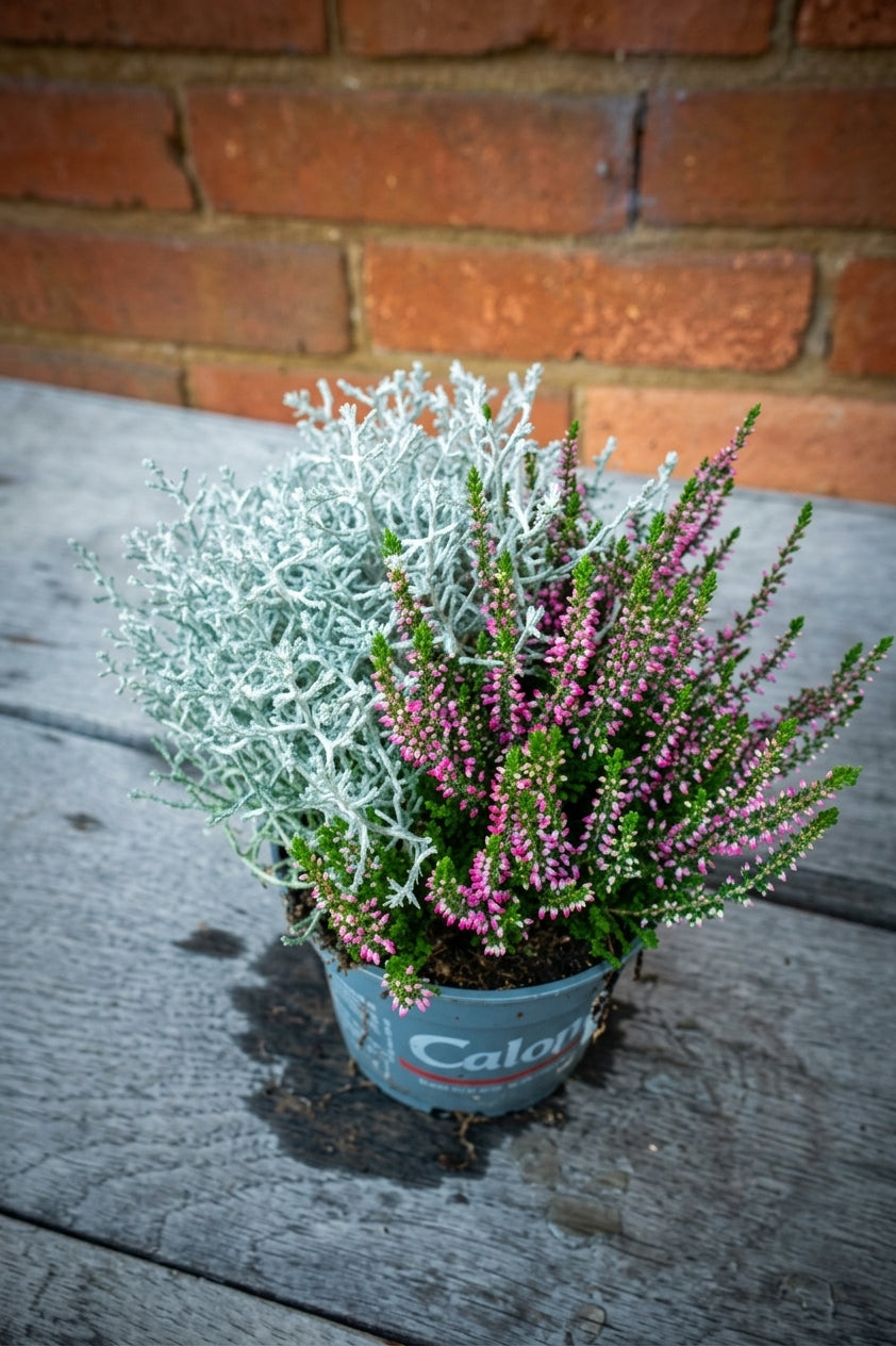 Knospenheide Trio Garden Girls® mit Stacheldraht 12-cm-Topf – Calluna & Calocephalus