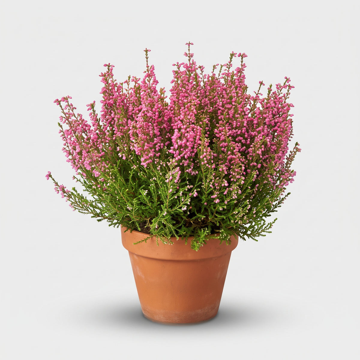 Glockenheide / Zierheide 12-cm-Topf, rosa-rot – Erica gracilis