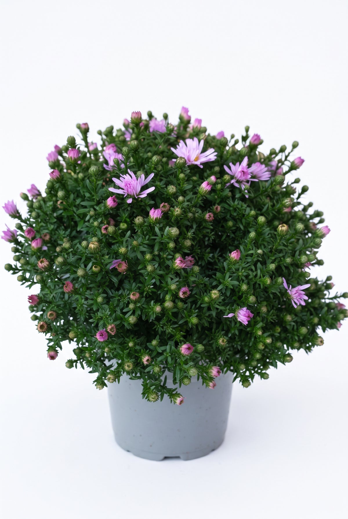 Herbstaster / Kissenaster 13-cm-Topf, rosa – Aster dumosus