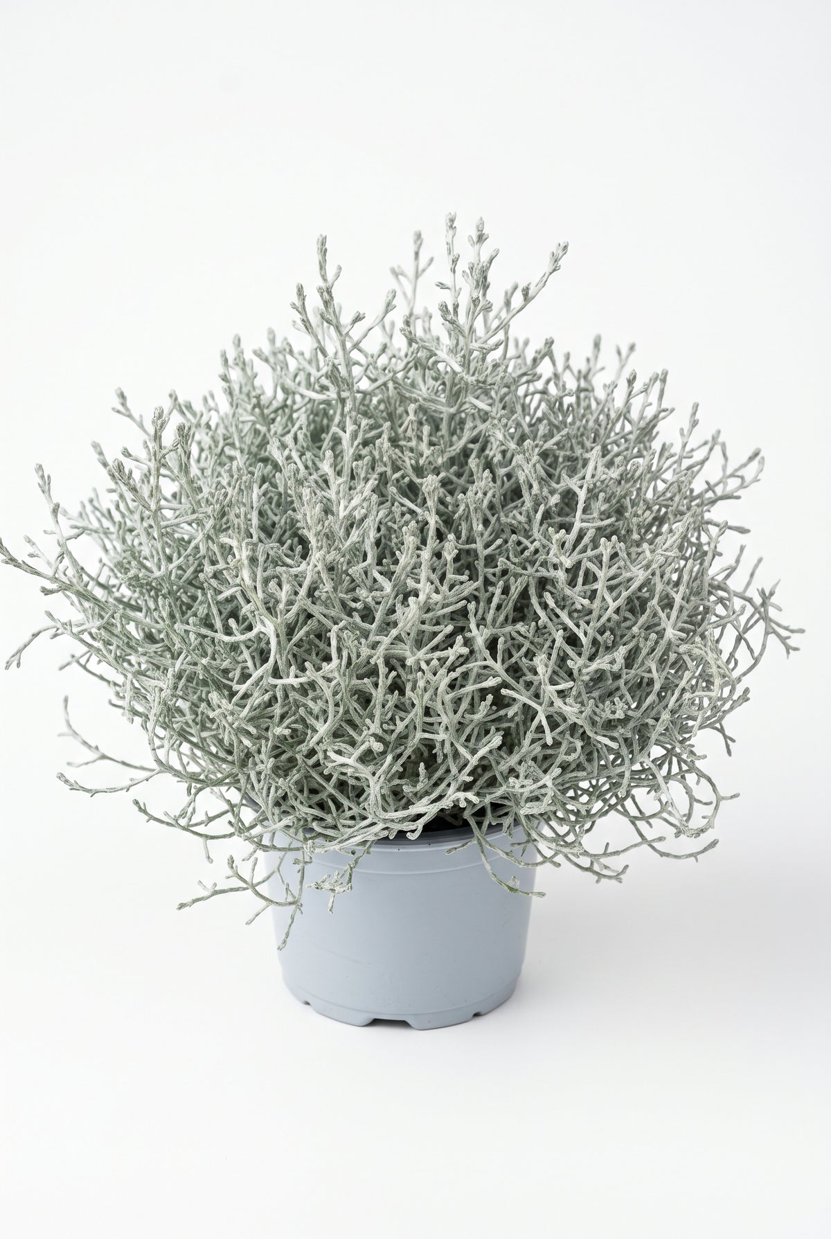 Stacheldrahtpflanze / Silberdraht 13-cm-Topf – Calocephalus brownii