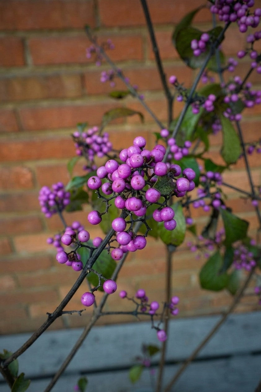 Liebesperlenstrauch (Callicarpa bodinieri 'Profusion') im Topf, ca. 80 cm
