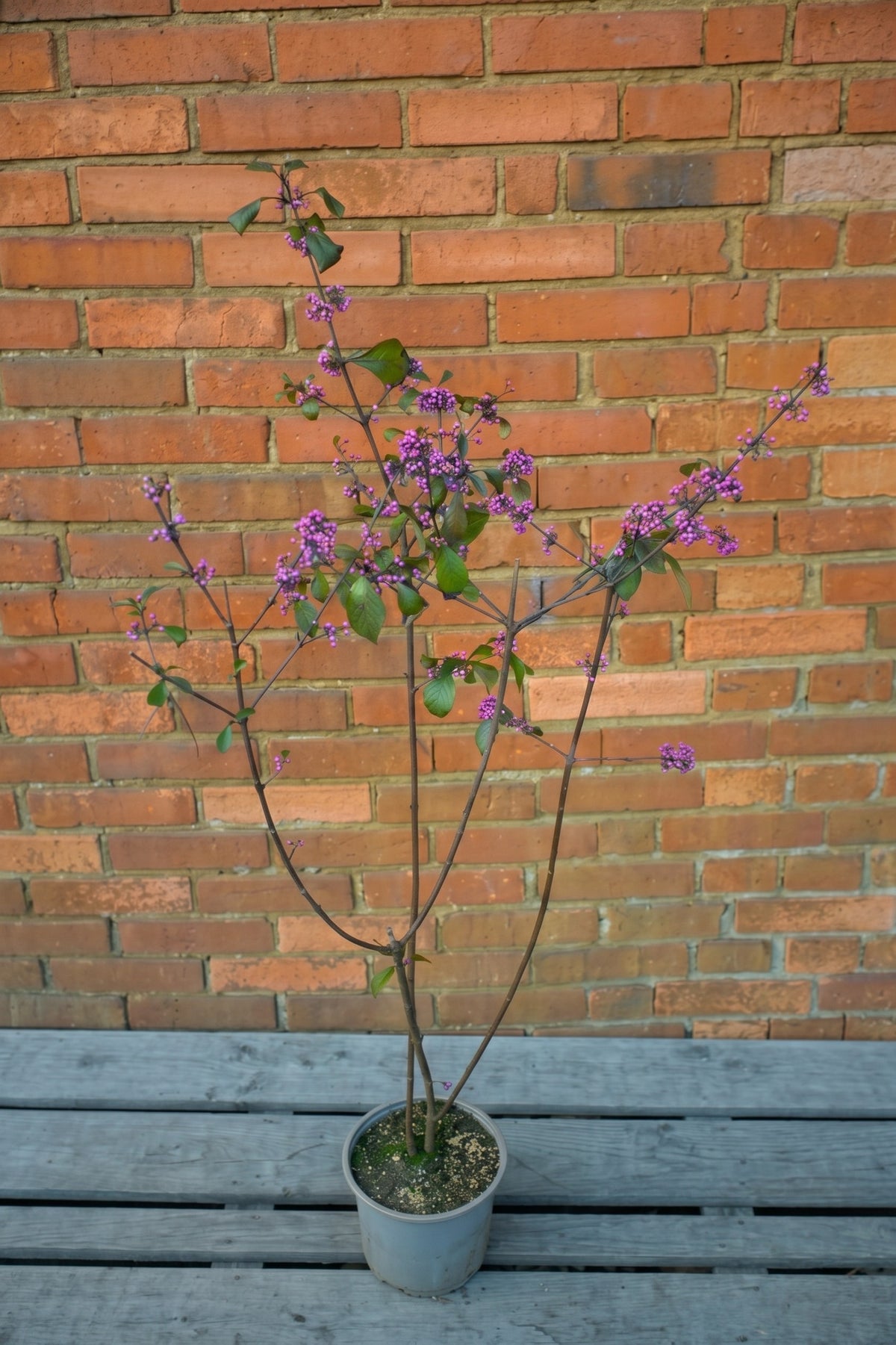 Liebesperlenstrauch (Callicarpa bodinieri 'Profusion') im Topf, ca. 80 cm